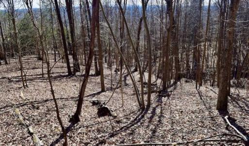 Photo of 15.96 Acres of Residential Hunting Land For Sale In Bedford County VA!