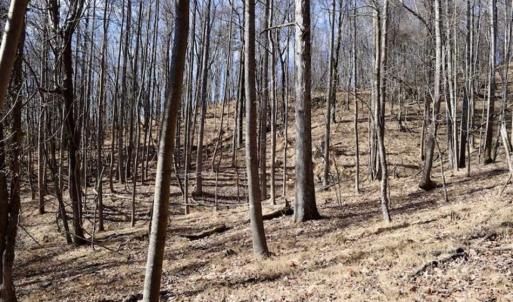 Photo of 15.96 Acres of Residential Hunting Land For Sale In Bedford County VA!