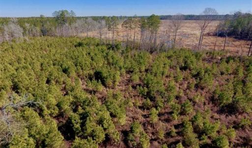 Photo of UNDER CONTRACT!!  29 Acres of Hunting and Farm Land For Sale in Craven County NC!