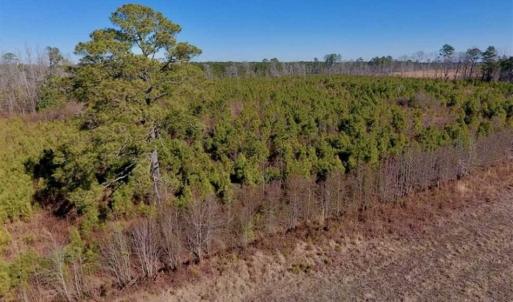 Photo of UNDER CONTRACT!!  29 Acres of Hunting and Farm Land For Sale in Craven County NC!
