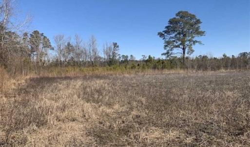 Photo of UNDER CONTRACT!!  29 Acres of Hunting and Farm Land For Sale in Craven County NC!