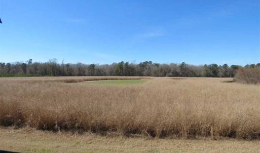 Photo of 110 Acres of Farm and Timber Land For Sale in Columbus County NC!