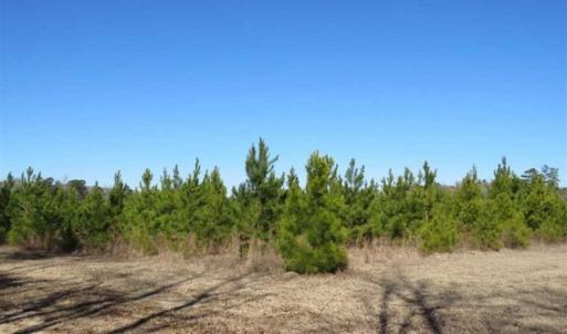 Photo of 110 Acres of Farm and Timber Land For Sale in Columbus County NC!