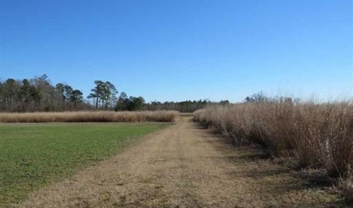 Photo of 110 Acres of Farm and Timber Land For Sale in Columbus County NC!