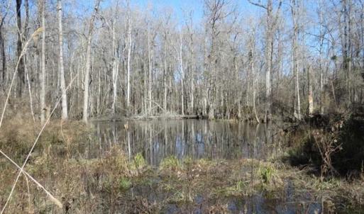 Photo of 110 Acres of Farm and Timber Land For Sale in Columbus County NC!