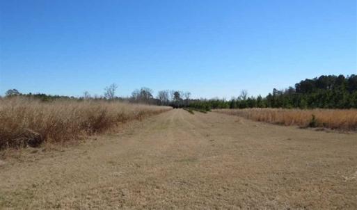 Photo of 110 Acres of Farm and Timber Land For Sale in Columbus County NC!