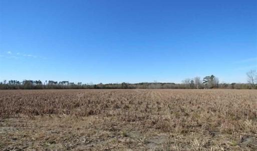 Photo of 110 Acres of Farm and Timber Land For Sale in Columbus County NC!