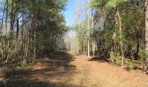 Photo of 110 Acres of Farm and Timber Land For Sale in Columbus County NC!