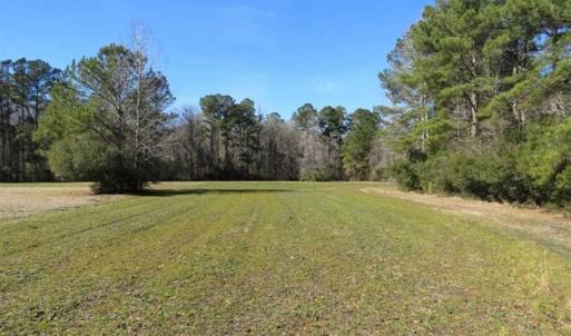 Photo of 110 Acres of Farm and Timber Land For Sale in Columbus County NC!