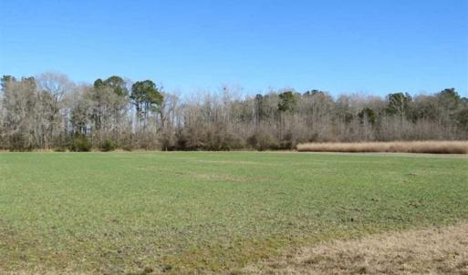 Photo of 110 Acres of Farm and Timber Land For Sale in Columbus County NC!