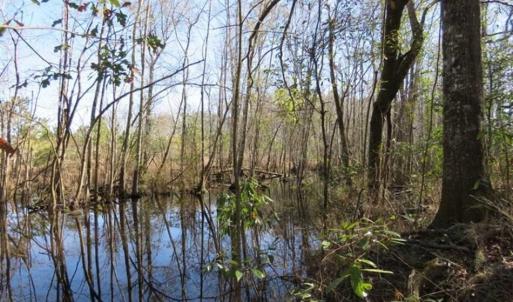 Photo of 110 Acres of Farm and Timber Land For Sale in Columbus County NC!