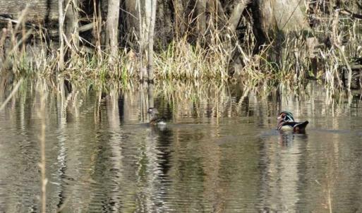 Photo of 110 Acres of Farm and Timber Land For Sale in Columbus County NC!