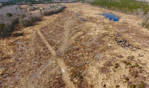 Photo of 201 Acres of Farm and Hunting Land For Sale in Pitt County NC!