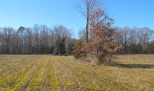 Photo of 47 Acres on Deep Water Tidal Waters in Isle of Wight County Virginia!