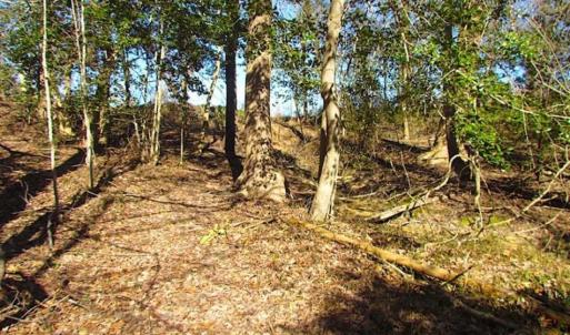 Photo of 47 Acres on Deep Water Tidal Waters in Isle of Wight County Virginia!