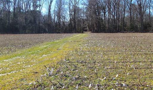 Photo of 47 Acres on Deep Water Tidal Waters in Isle of Wight County Virginia!