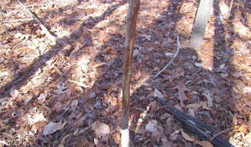 Photo of 47 Acres on Deep Water Tidal Waters in Isle of Wight County Virginia!