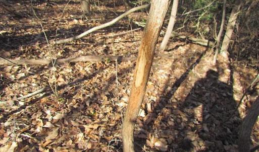 Photo of 47 Acres on Deep Water Tidal Waters in Isle of Wight County Virginia!