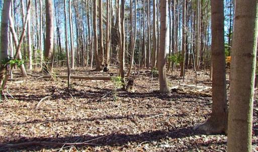 Photo of 47 Acres on Deep Water Tidal Waters in Isle of Wight County Virginia!