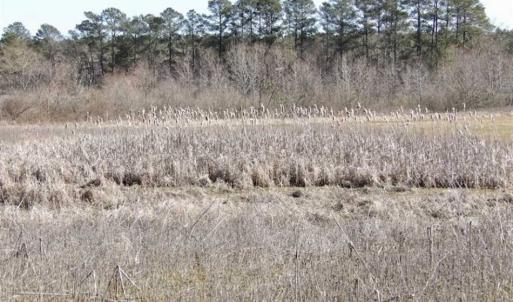Photo of 35 acres of Hunting and Recreational Land For Sale in Isle of Wight County, VA!