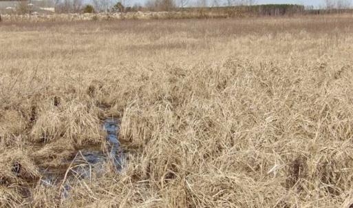 Photo of 35 acres of Hunting and Recreational Land For Sale in Isle of Wight County, VA!