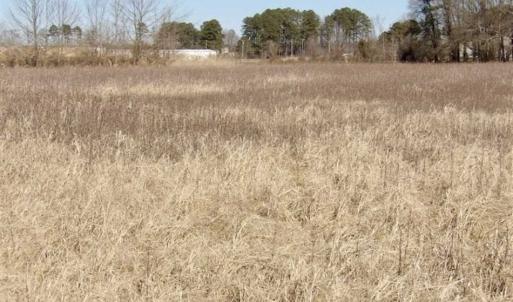 Photo of 35 acres of Hunting and Recreational Land For Sale in Isle of Wight County, VA!