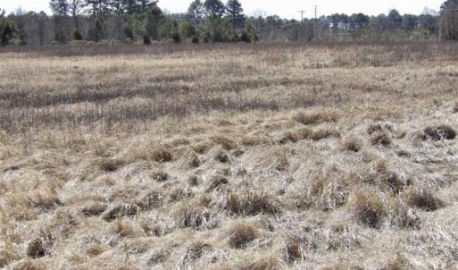 Photo of 35 acres of Hunting and Recreational Land For Sale in Isle of Wight County, VA!
