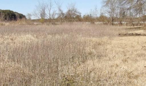 Photo of 35 acres of Hunting and Recreational Land For Sale in Isle of Wight County, VA!