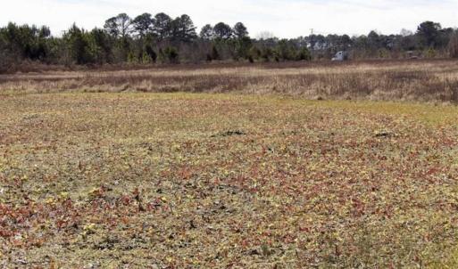 Photo of 35 acres of Hunting and Recreational Land For Sale in Isle of Wight County, VA!