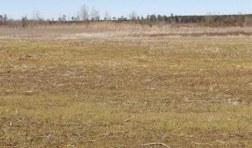 Photo of 35 acres of Hunting and Recreational Land For Sale in Isle of Wight County, VA!