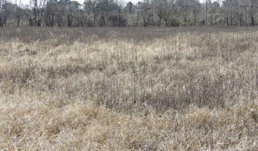 Photo of 35 acres of Hunting and Recreational Land For Sale in Isle of Wight County, VA!