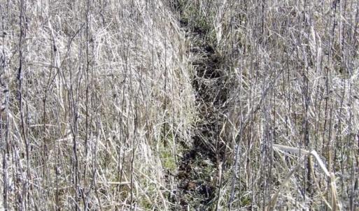 Photo of 35 acres of Hunting and Recreational Land For Sale in Isle of Wight County, VA!
