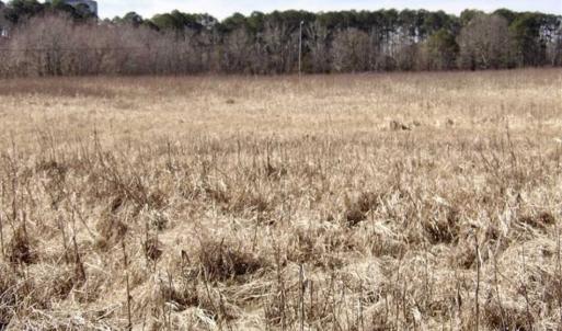 Photo of 35 acres of Hunting and Recreational Land For Sale in Isle of Wight County, VA!