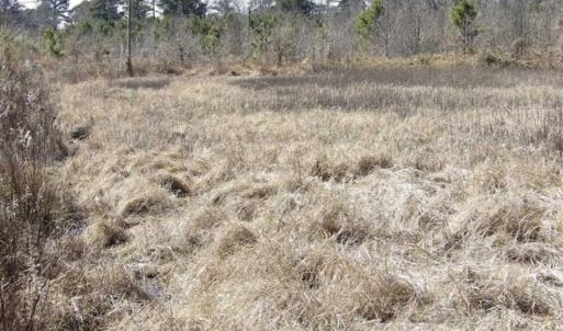 Photo of 35 acres of Hunting and Recreational Land For Sale in Isle of Wight County, VA!