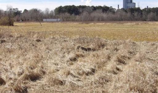 Photo of 35 acres of Hunting and Recreational Land For Sale in Isle of Wight County, VA!