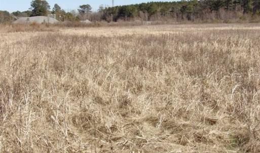 Photo of 35 acres of Hunting and Recreational Land For Sale in Isle of Wight County, VA!