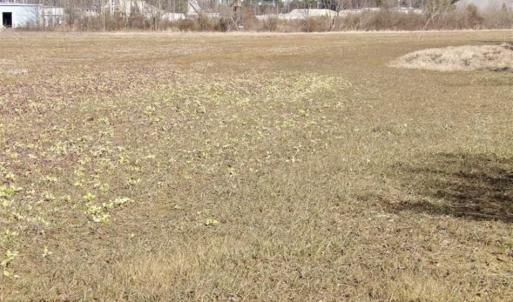 Photo of 35 acres of Hunting and Recreational Land For Sale in Isle of Wight County, VA!