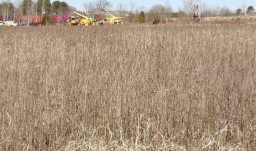 Photo of 35 acres of Hunting and Recreational Land For Sale in Isle of Wight County, VA!