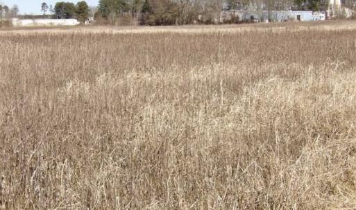 Photo of 35 acres of Hunting and Recreational Land For Sale in Isle of Wight County, VA!