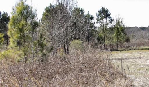 Photo of 35 acres of Hunting and Recreational Land For Sale in Isle of Wight County, VA!