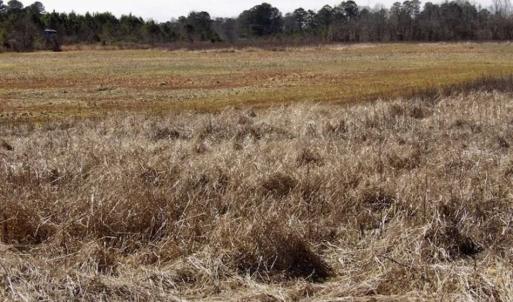 Photo of 35 acres of Hunting and Recreational Land For Sale in Isle of Wight County, VA!