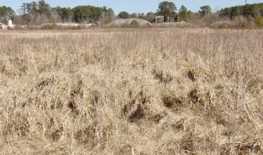 Photo of 35 acres of Hunting and Recreational Land For Sale in Isle of Wight County, VA!