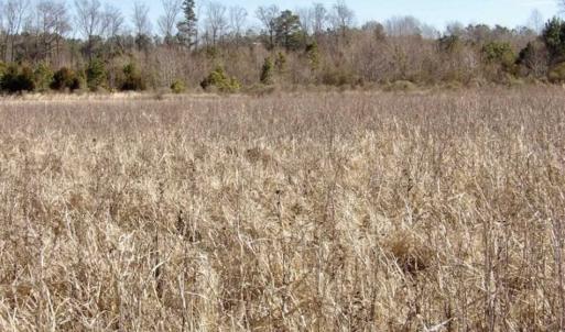 Photo of 35 acres of Hunting and Recreational Land For Sale in Isle of Wight County, VA!