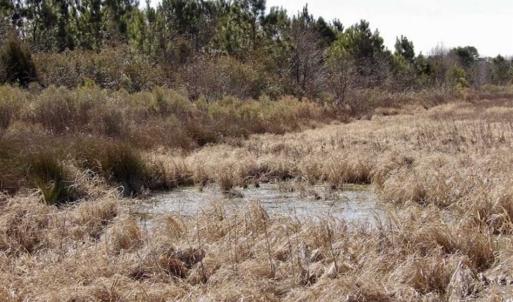 Photo of 35 acres of Hunting and Recreational Land For Sale in Isle of Wight County, VA!