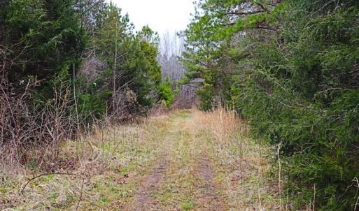 Photo of 21.87 + / - ac Timberland / Farmland for Sale in Chatham County, NC