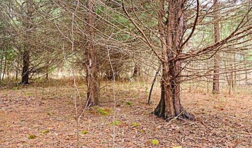 Photo of 21.87 + / - ac Timberland / Farmland for Sale in Chatham County, NC