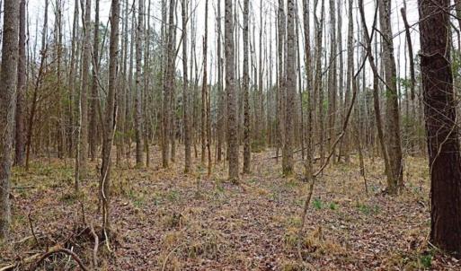 Photo of 21.87 + / - ac Timberland / Farmland for Sale in Chatham County, NC