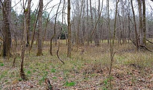 Photo of 21.87 + / - ac Timberland / Farmland for Sale in Chatham County, NC