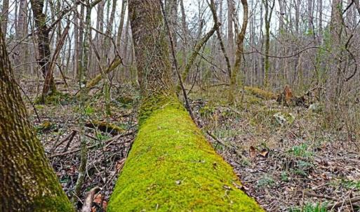Photo of 21.87 + / - ac Timberland / Farmland for Sale in Chatham County, NC