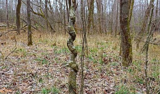 Photo of 21.87 + / - ac Timberland / Farmland for Sale in Chatham County, NC